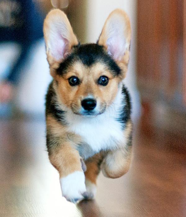 Cute Corgi Puppy Tries to Climb Up The Stair animated gif