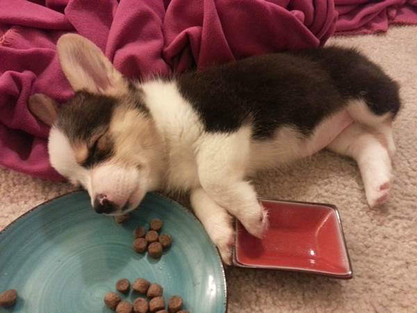 Cutest Corgi Pictures Sleeping In Food Bowl