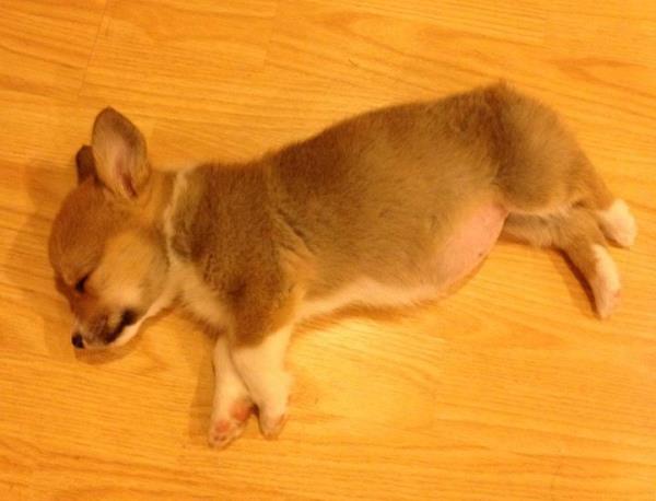 Sleeping Corgi Picture