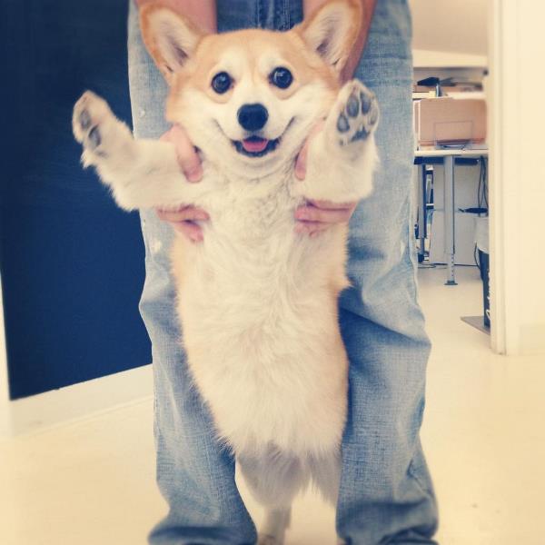 Standing Corgi