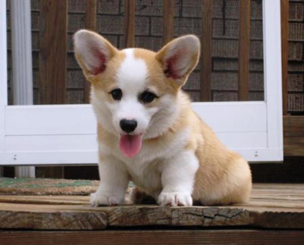 Cute Corgi Tongue Out