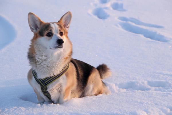 Corgi Walking In Snow