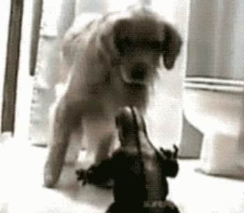 dog-terrified-godzilla-toy-gif