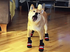silly-dog-socks-walking-1