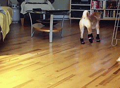 silly-dog-socks-walking-3