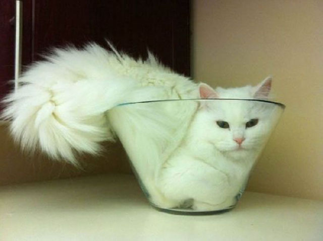 cats-sleeping-weird-places-bowl