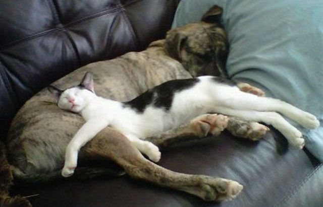 cats-sleeping-weird-places-brown-dog