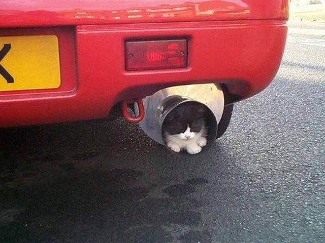 cats-sleeping-weird-places-car-exhaust