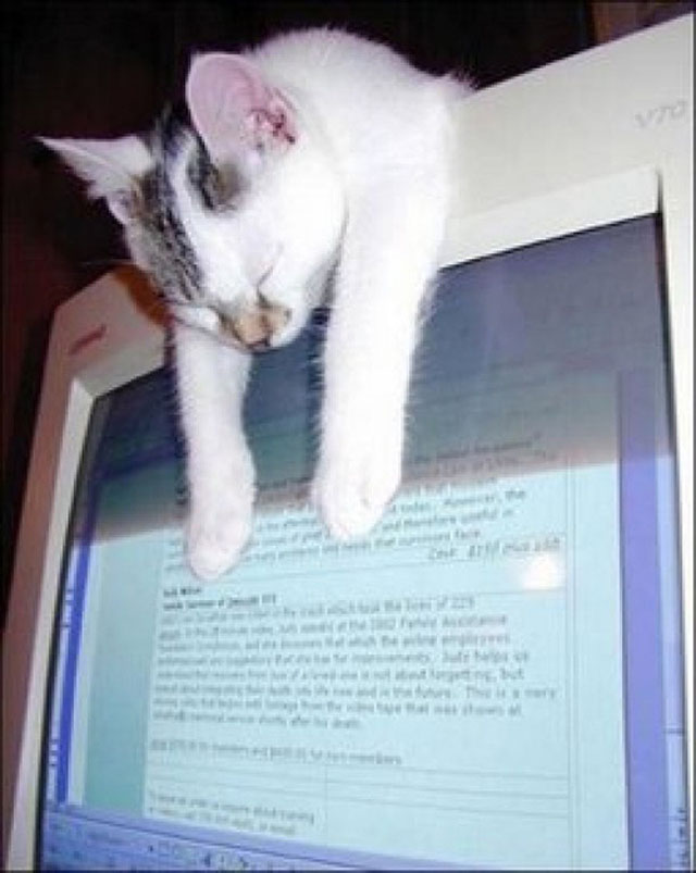 cats-sleeping-weird-places-desktop