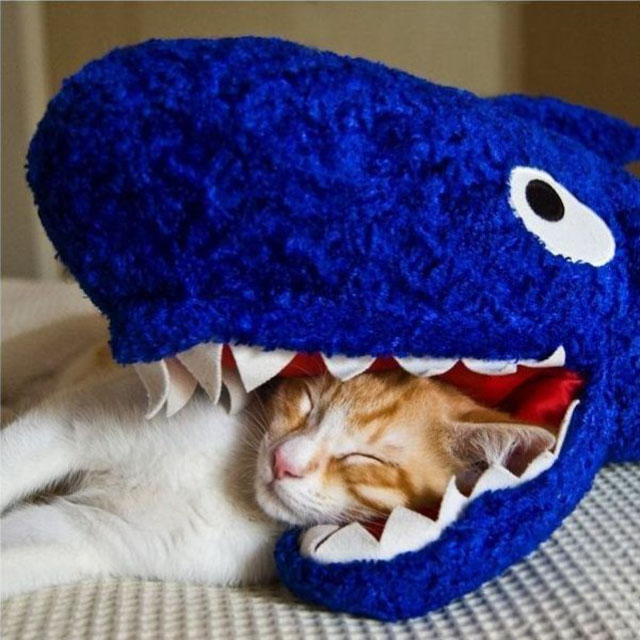 cats-sleeping-weird-places-dinosaur