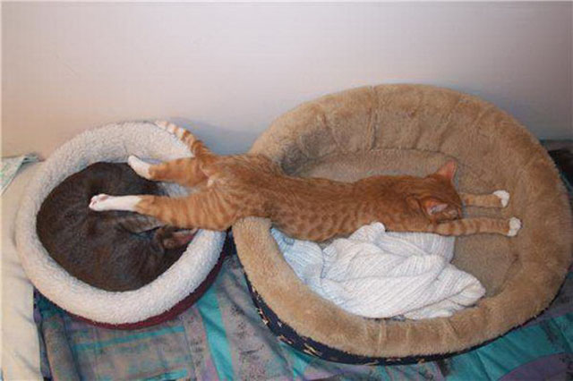 Cat Sleeping On Dog Bed