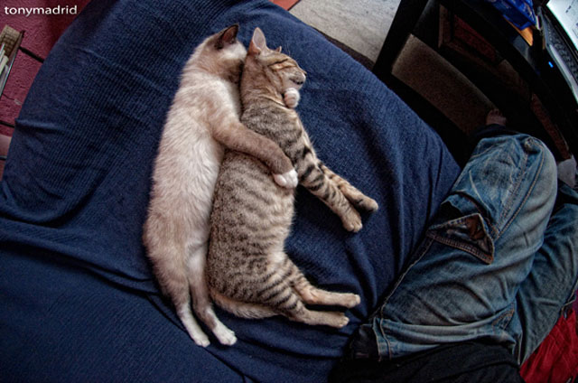 Cats Spooning