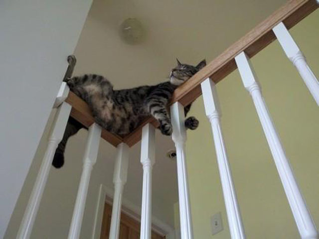 Cat Asleep on Railing