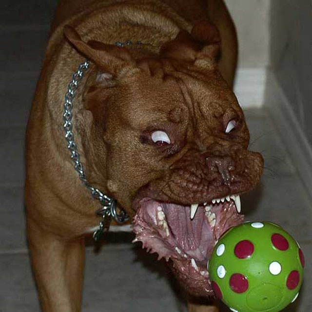 Funny Dog Faces Tennis Ball