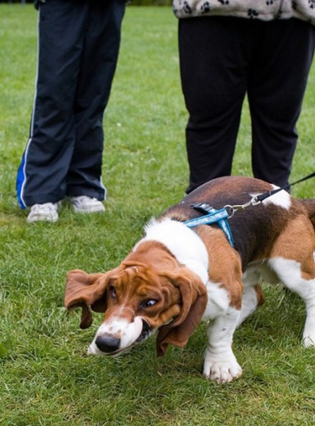 Funny Beagle Face