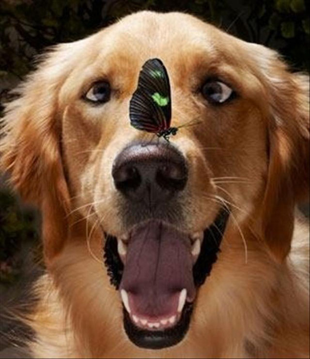 Butterfly On A Golden Retriever