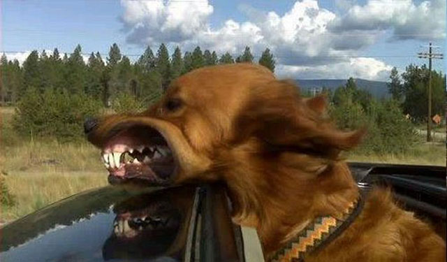Dog Makes A Funny Face In The Car