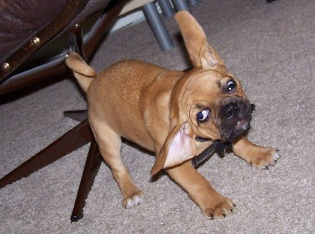 Puppy Shaking His Head