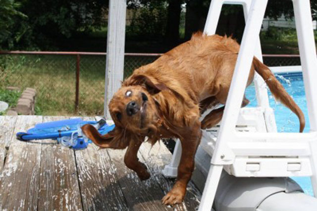 Dog Gets Out Of A Pool