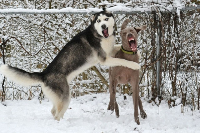 Dogs Playing With Funny Faces