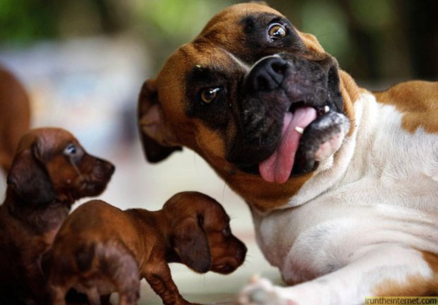 27 Hilarious Dog Faces That Will Make You Laugh 27 Hilarious Dog Faces That Will Make You Laugh