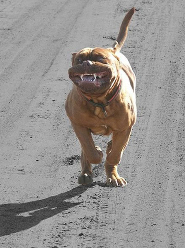 Dog Playing On The Road