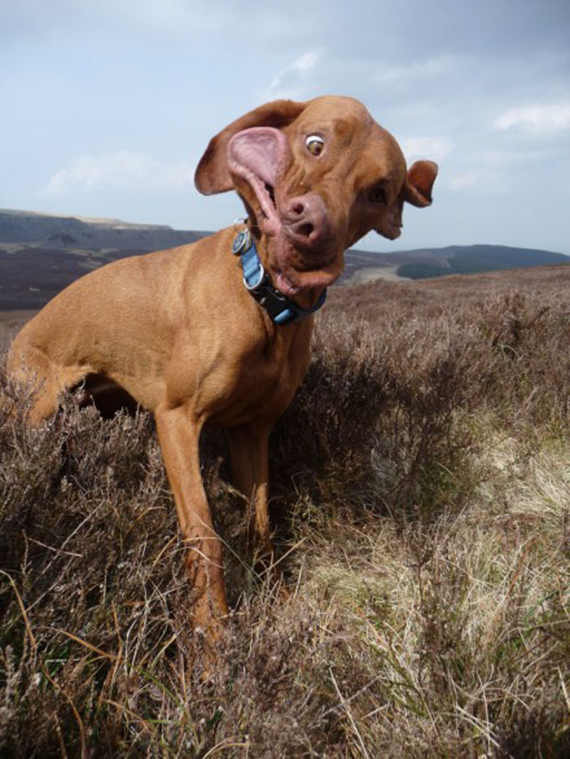 Funny Picture Of A Dog Shaking His HEad
