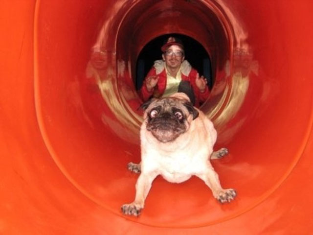 Dog Going Down A Slide