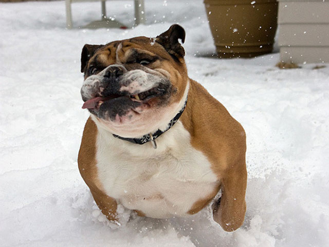 Dogs Face In the Snow
