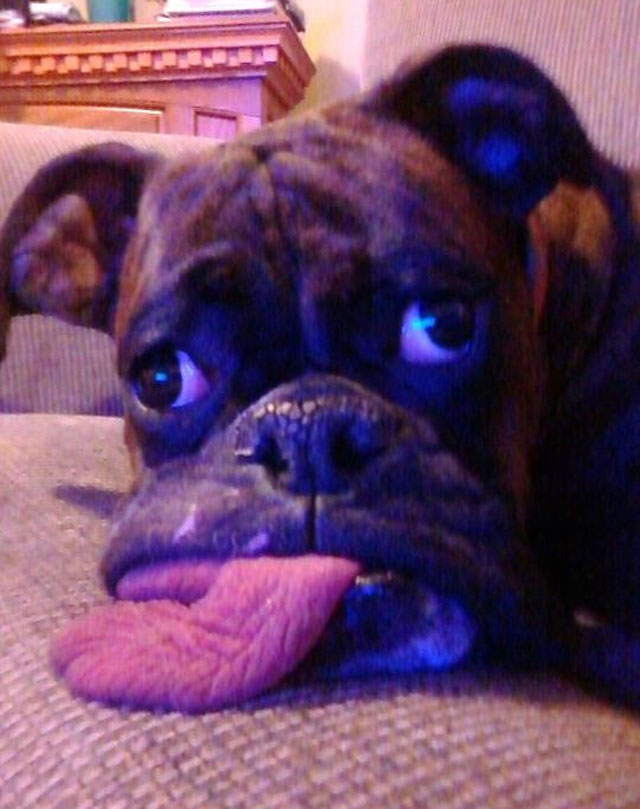 Dog Has A Huge Tongue