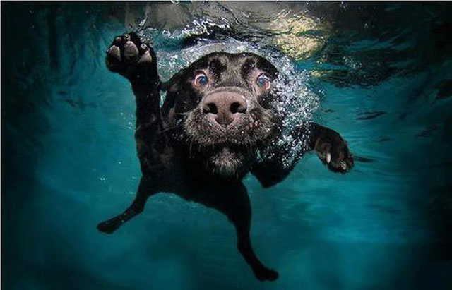 Funny Dog Faces Underwater