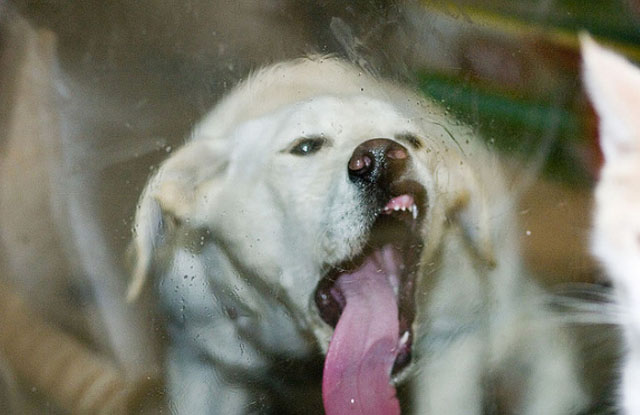 Dog Licking A Window