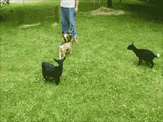 animals-being-jerks-gifs-baby-goat