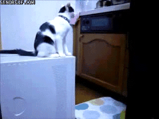 animals-being-jerks-gifs-cat-fight