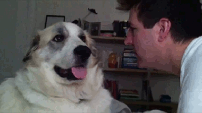 Dog Slap Animals Being Jerks GIFs