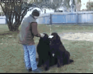 animals-being-jerks-gifs-dog-trick