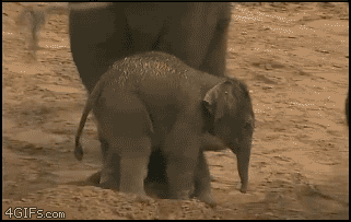 Elephant GIF