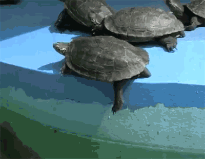 Turtle Push GIF