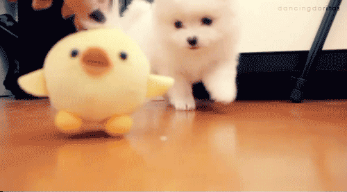 Puppy Plays With Duck Toy
