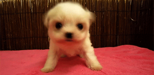 Puppy Shaking His Head