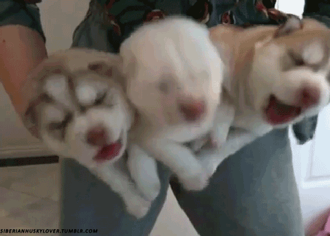 Husky Puppies GIF