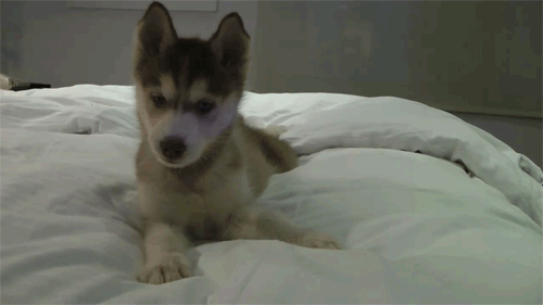 cute-puppy-gifs-husky-bed