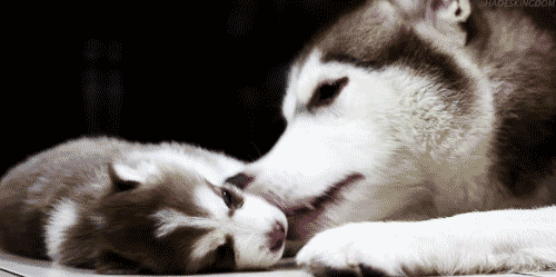 Husky Mom And Puppy