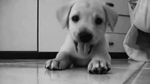 Cute Labrador Puppy GIF
