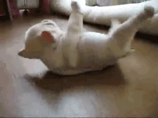 cute-puppy-gifs-rolling-over