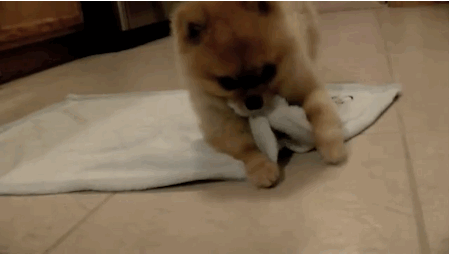 Adorable puppy gif