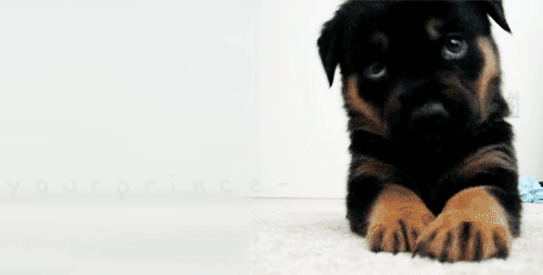 Cutest Puppy GIFs Yap