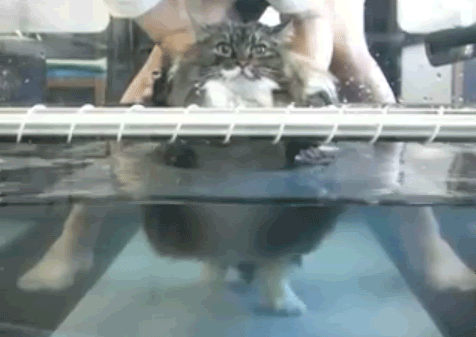 Cat Takes A Bath