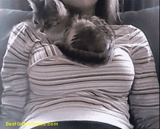 cutest-kitten-gifs-boobs