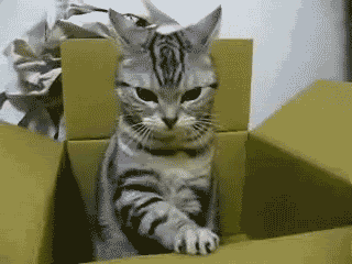 cutest-kitten-gifs-box-2